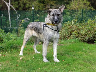 Nova | Crossbreed | Merseyside (Liverpool) - 3