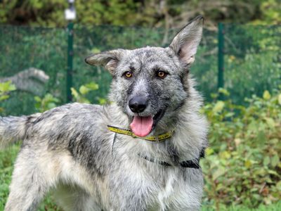 Nova | Crossbreed | Merseyside (Liverpool) - 1