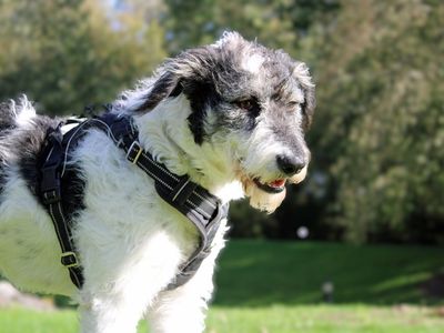 Charity | Crossbreed | Merseyside (Liverpool) - 3