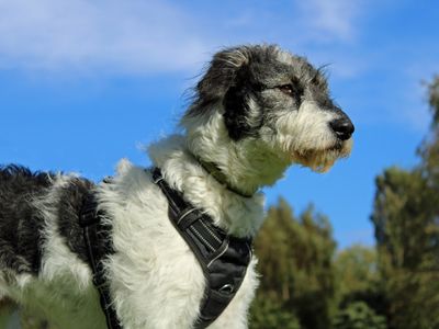 Charity | Crossbreed | Merseyside (Liverpool) - 1
