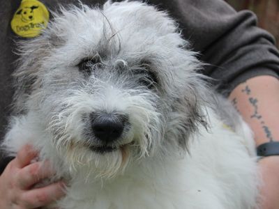 Daisy | Crossbreed | Merseyside (Liverpool) - 3