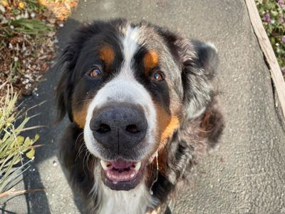 Blue, a 4 years old male Bernese Mountain Dog available for adoption from Dogs Trust in Manchester