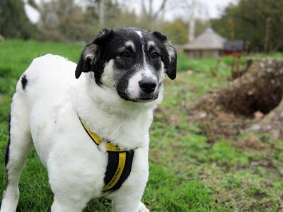 Nellie | Crossbreed | Merseyside (Liverpool) - 3