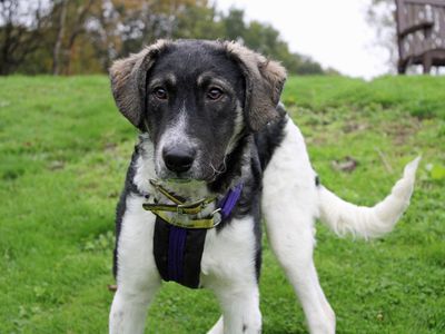 Jaffa | Crossbreed | Merseyside (Liverpool) - 1