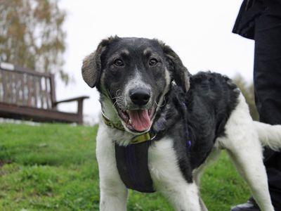 Jaffa | Crossbreed | Merseyside (Liverpool) - 3