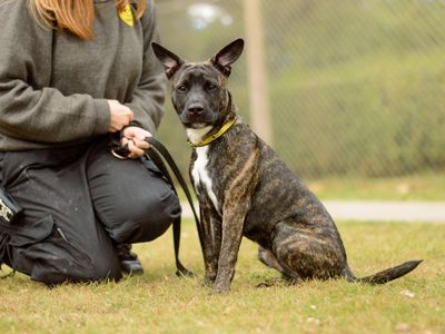 Ozzy | Terrier (Staffordshire Bull) Cross | Kenilworth (West Midlands) - 5