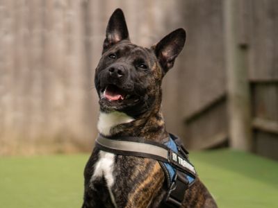 Ozzy | Terrier (Staffordshire Bull) Cross | Kenilworth (West Midlands) - 3