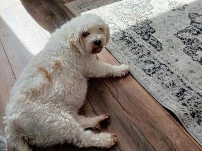 Oreo | Bichon Frise Cross | Bridgend (Wales) - 3