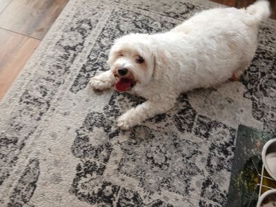 Oreo | Bichon Frise Cross | Bridgend (Wales) - 2