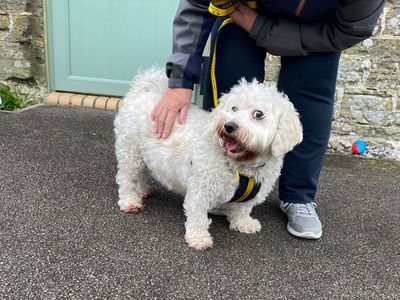 Oreo | Bichon Frise Cross | Bridgend (Wales) - 3