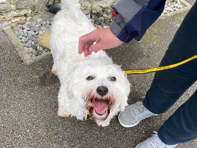Oreo | Bichon Frise Cross | Bridgend (Wales) - 5