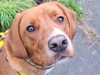 Leo | Retriever (Labrador) Cross | Shrewsbury (Shropshire) - 5