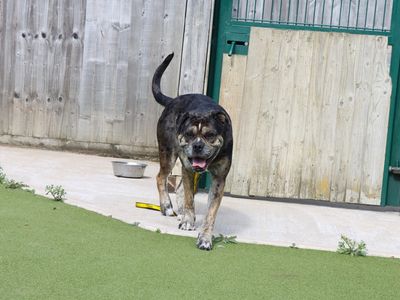 Forest | Bulldog Cross | Evesham (Worcestershire) - 3