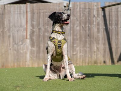 Woody — Retriever (Labrador) Cross