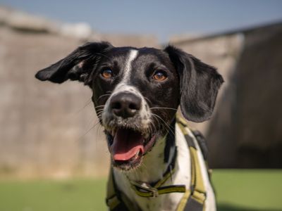 Woody | Retriever (Labrador) Cross | Kenilworth (West Midlands) - 3