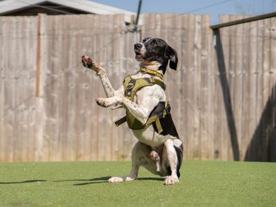 Bobby, a 3 years old male Pointer available for adoption from Dogs Trust in Warwickshire