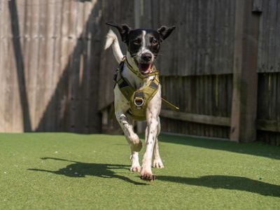 Woody | Retriever (Labrador) Cross | Kenilworth (West Midlands) - 5