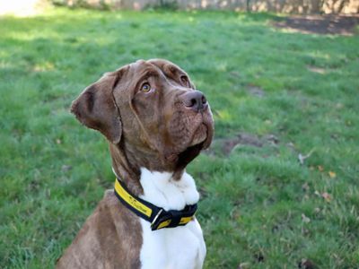 Simba, a 4 years old male Neapolitan Mastiff available for adoption from Dogs Trust in Darlington