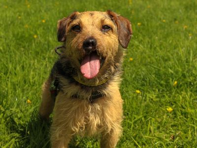 Sailor, a 3 years old male Lakeland Terrier available for adoption from Dogs Trust in County Durham