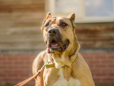 Plum | Italian Corso Dog | Kenilworth (West Midlands) - 5