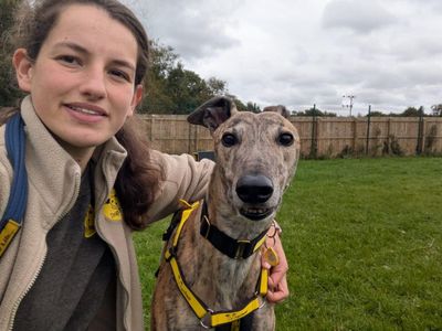 Leopold Longlegs, a 6 years old male Greyhound available for adoption from Dogs Trust in West Calder, Edinburgh