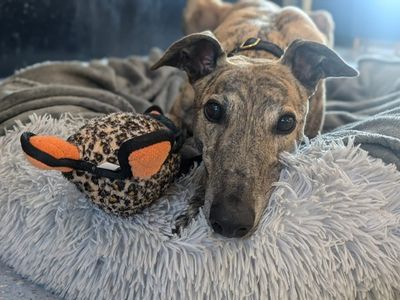 Leopold Longlegs | Greyhound | West Calder (Edinburgh) - 3