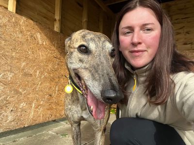 Leopold Longlegs | Greyhound | West Calder (Edinburgh) - 5