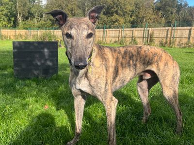 Leopold Longlegs | Greyhound | West Calder (Edinburgh) - 5