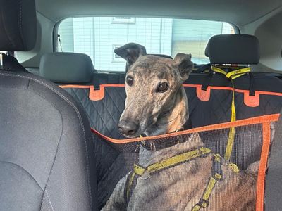 Leopold Longlegs | Greyhound | West Calder (Edinburgh) - 3