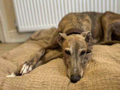 Dione, a 8 years old female Greyhound available for adoption from Dogs Trust in Shrewsbury, Shropshire