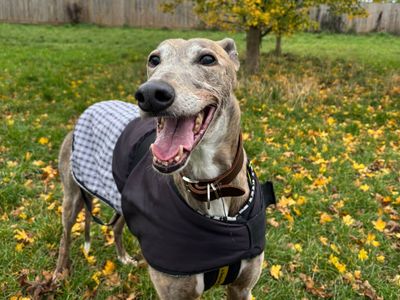 Dione | Greyhound | Shrewsbury (Shropshire) - 3