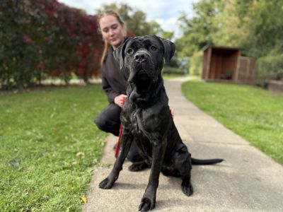 Colonel | Italian Corso Dog | Kenilworth (West Midlands) - 5