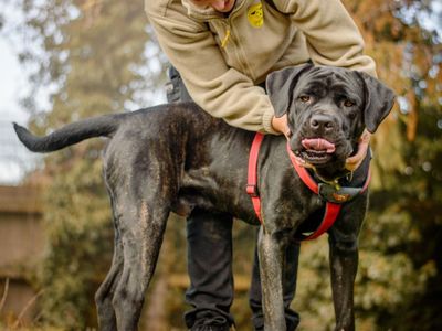 Colonel | Italian Corso Dog | Kenilworth (West Midlands) - 3