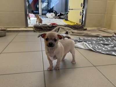 Sweep | Chihuahua (Smooth Coat) | Basildon (Essex) - 3