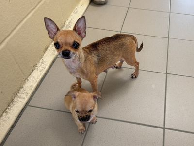 Sweep | Chihuahua (Smooth Coat) | Basildon (Essex) - 5