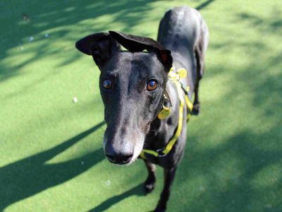 Noah | Greyhound | Glasgow - 5