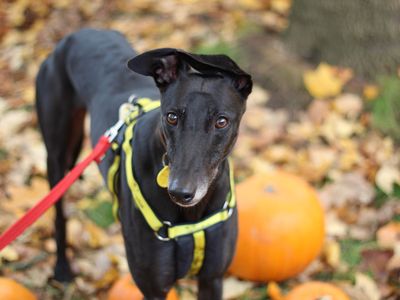 Noah | Greyhound | Glasgow - 3