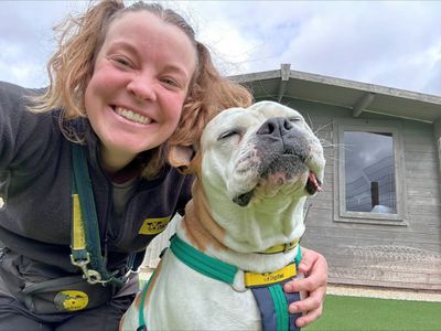 Gloria | American Bulldog | Salisbury (Wiltshire) - 5