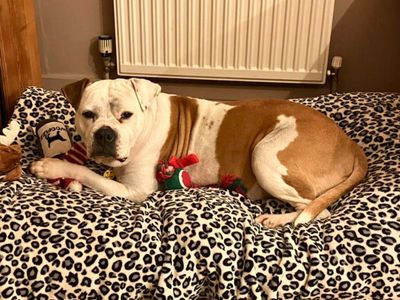 Gloria | American Bulldog | Salisbury (Wiltshire) - 3