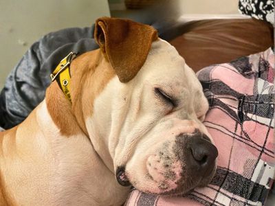 Gloria, a 8 years old female Bulldog available for adoption from Dogs Trust in Salisbury, Wiltshire