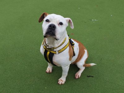 Gloria | American Bulldog | Salisbury (Wiltshire) - 3