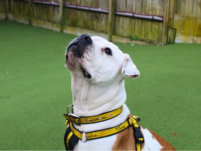 Gloria | American Bulldog | Salisbury (Wiltshire) - 5