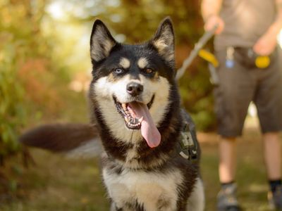 Xena | Siberian Husky Cross | Kenilworth (West Midlands) - 5