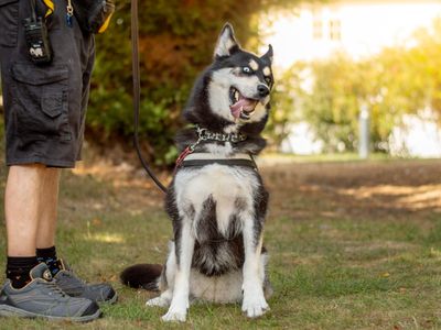 Xena | Siberian Husky Cross | Kenilworth (West Midlands) - 3