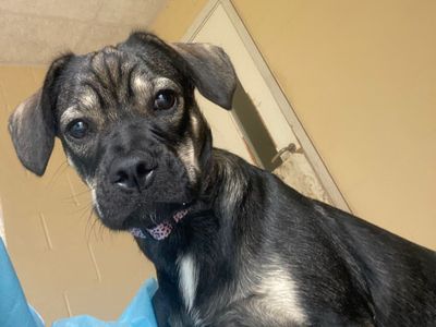 Lara | Dachshund (Smooth Haired) Cross | Basildon (Essex) - 3