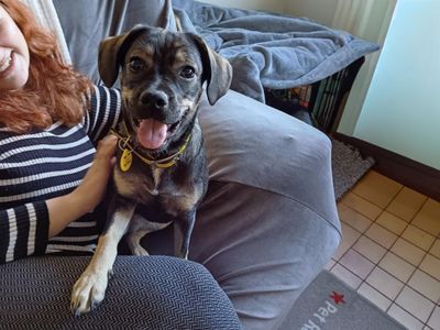 Lara | Dachshund (Smooth Haired) Cross | Basildon (Essex) - 2