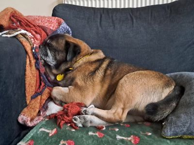 Hugo | Terrier (Jack Russell) Cross | Merseyside (Liverpool) - 5