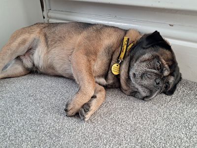 Hugo | Terrier (Jack Russell) Cross | Merseyside (Liverpool) - 3