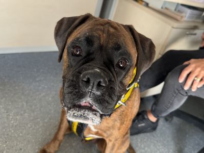 Custom Prnt Photo Boxers Face Boxer Personalzed Custom - Etsy