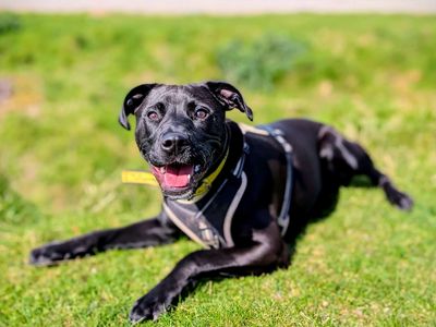 Pippa | Crossbreed | Cardiff - 5